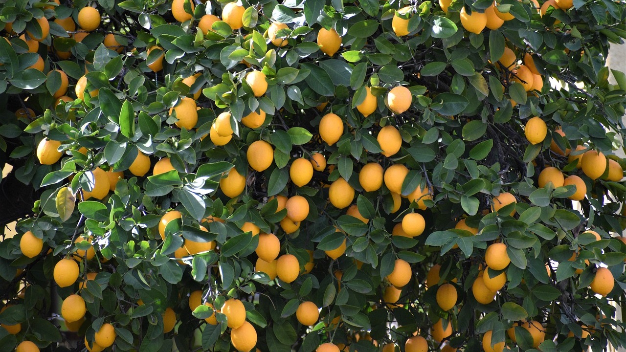 GROW4LEMON, soluciones sostenibles para una mejor gestión nutricional del cultivo de limón.jpg